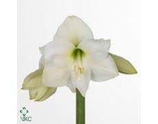 ΑΜΑΡΥΛΛΙΣ  ΛΕΥΚΗ AMARYLLIS MONT BLANC